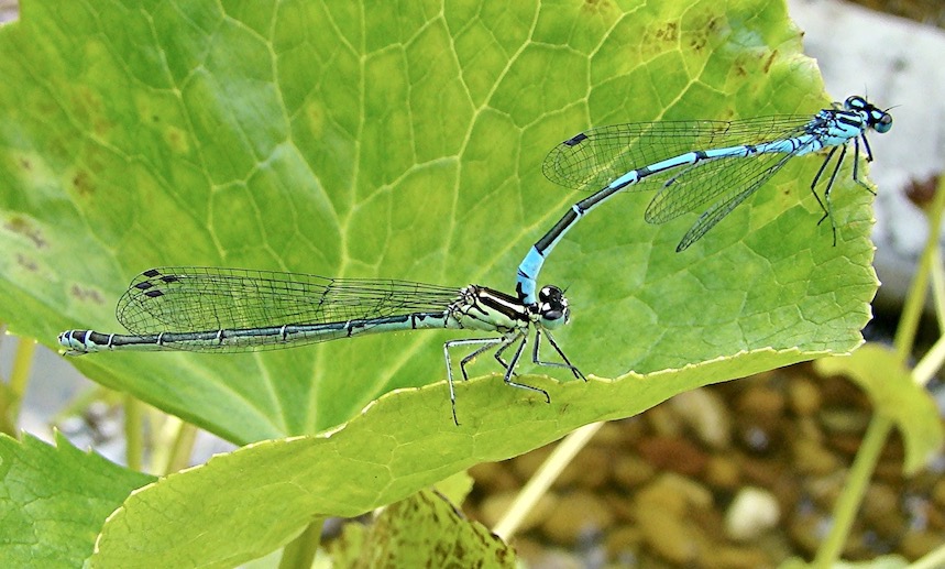 azure damselflies